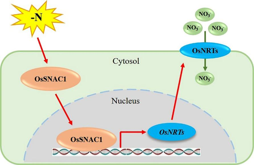 OsSNAC1调控OsNRTs促进NO3-吸收的作用模式图