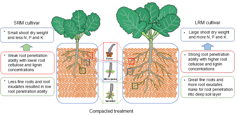 甘蓝型油菜根系性状促进根系穿透紧实土壤示意图