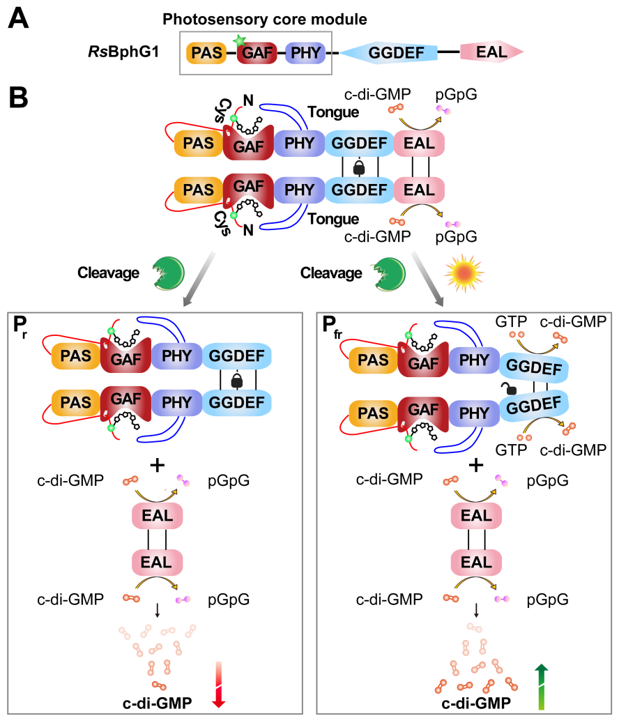 光感受器蛋白RsBphG1响应光照调节球形红杆菌c-di-GMP水平的机制