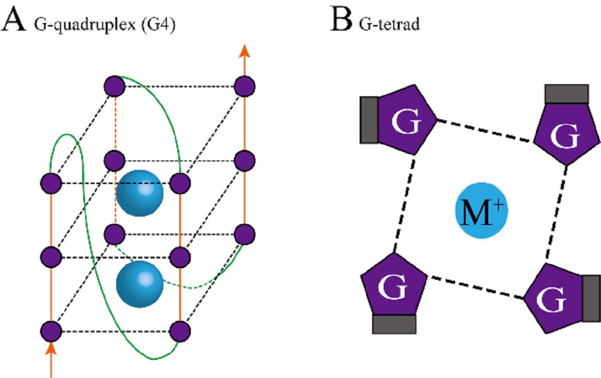 图1_G-四链体和G-四分体的结构