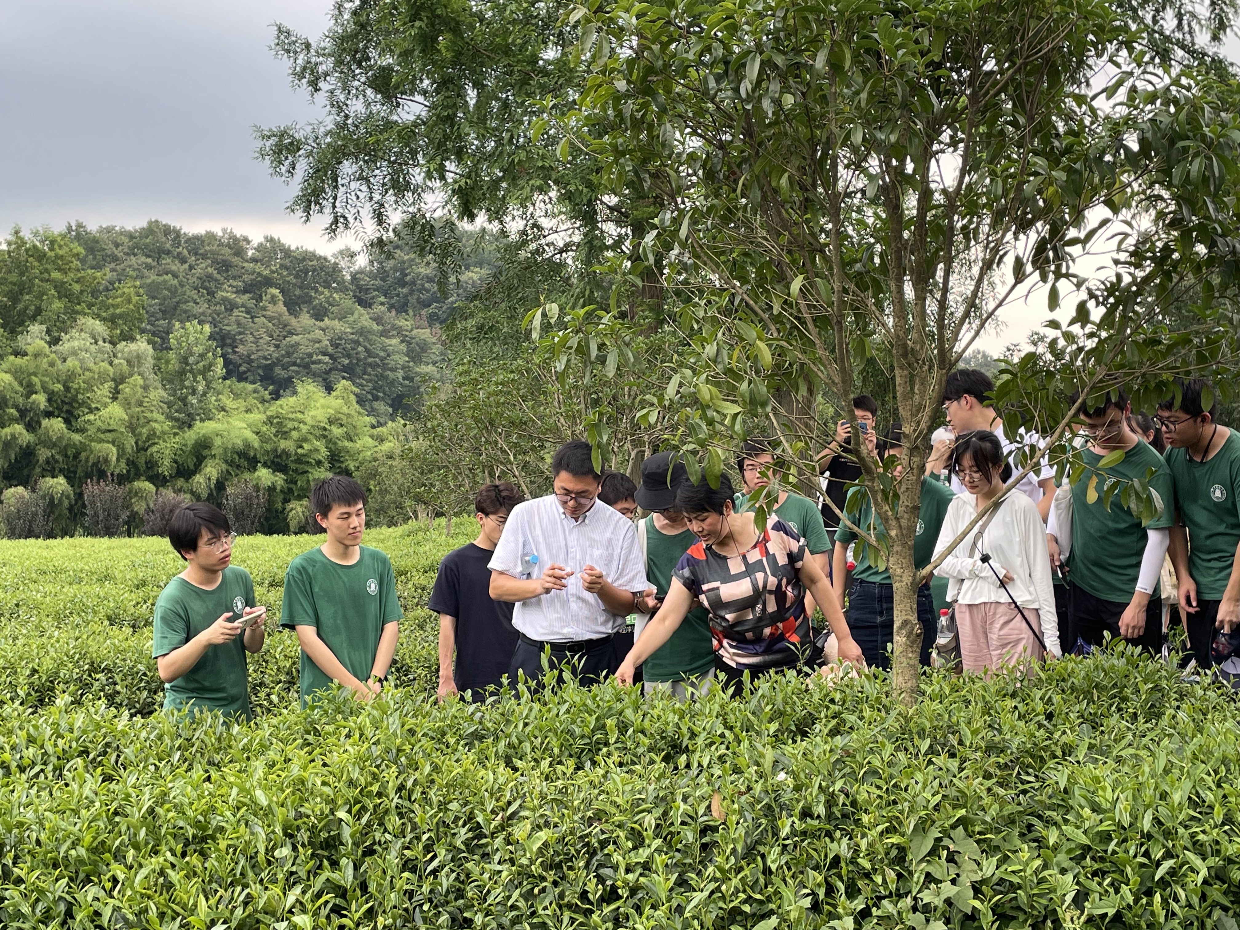 实践团走进堰河村茶园（通讯员 周子恒 摄）