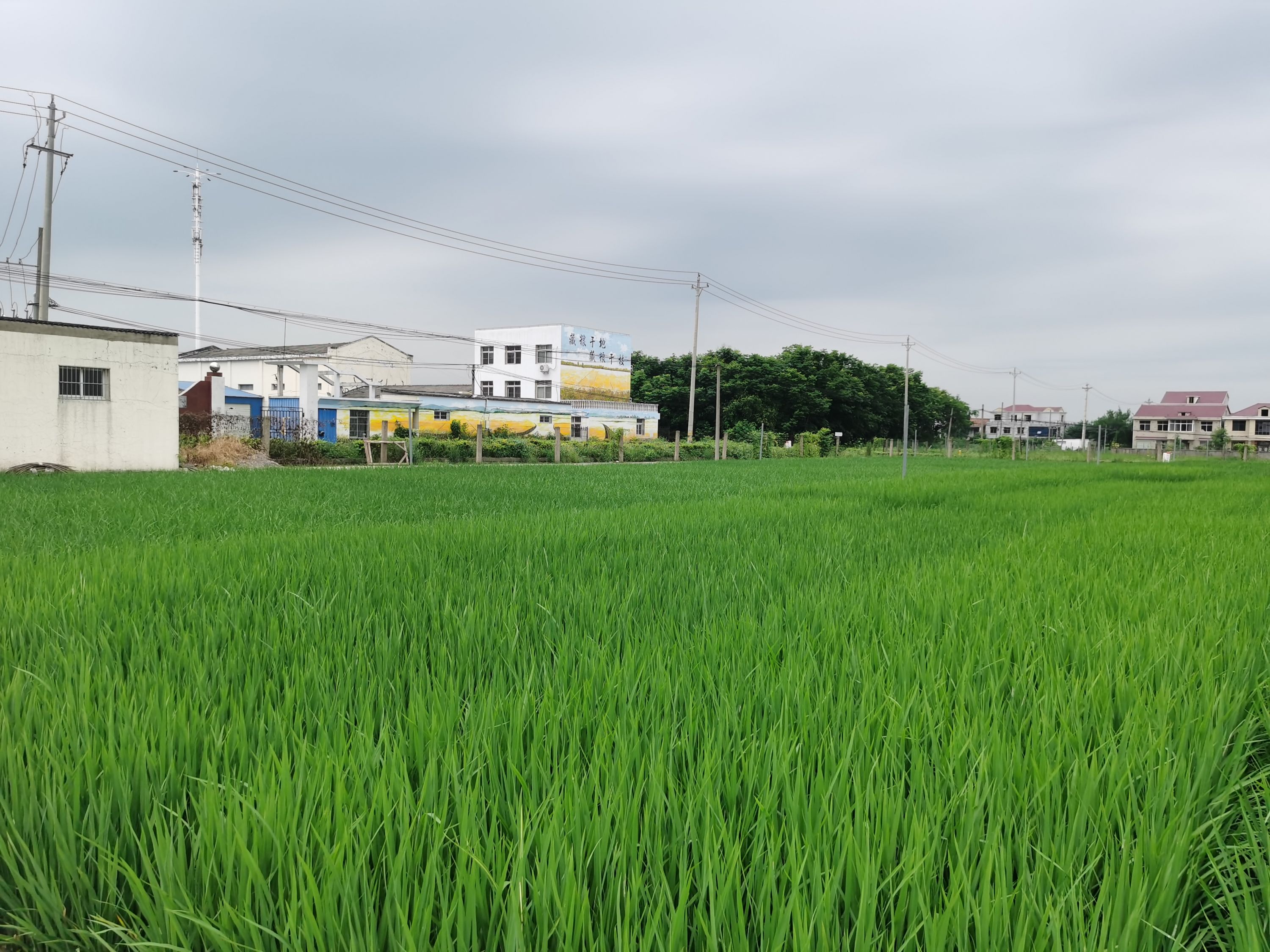 华中农业大学水稻鄂州基地。