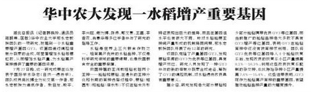 华中农大发现一水稻增产重要基因（报纸截图）