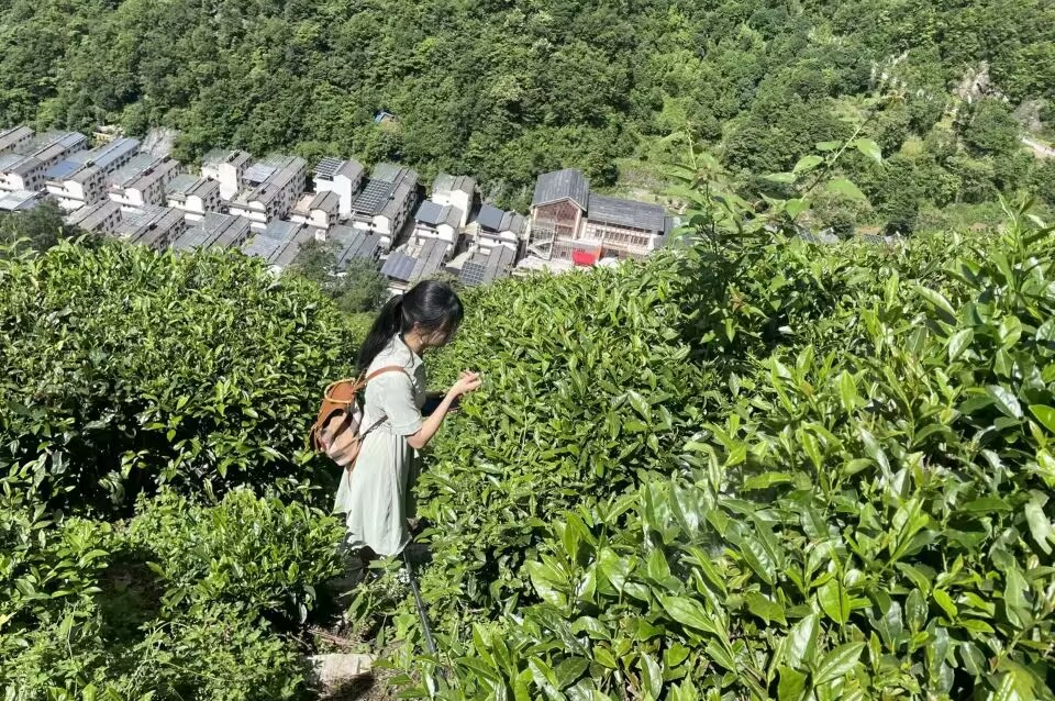 实践团成员在茶田近距离观察茶叶原料（通讯员 范潇方 摄）