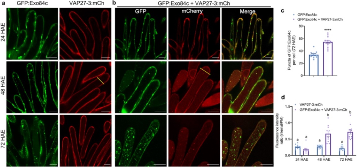 图1 VAP27和Exo84c在衰老的柱头乳突细胞中通过自噬途径降解