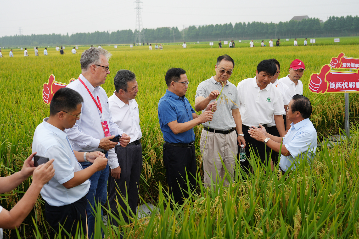 专家一行在田间察看水稻新品种