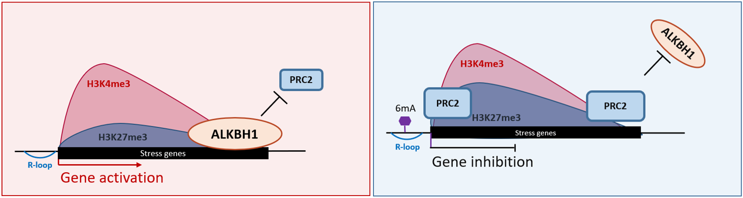 图2 ALKBH1拮抗PRC2调控胁迫响应基因的分子机制