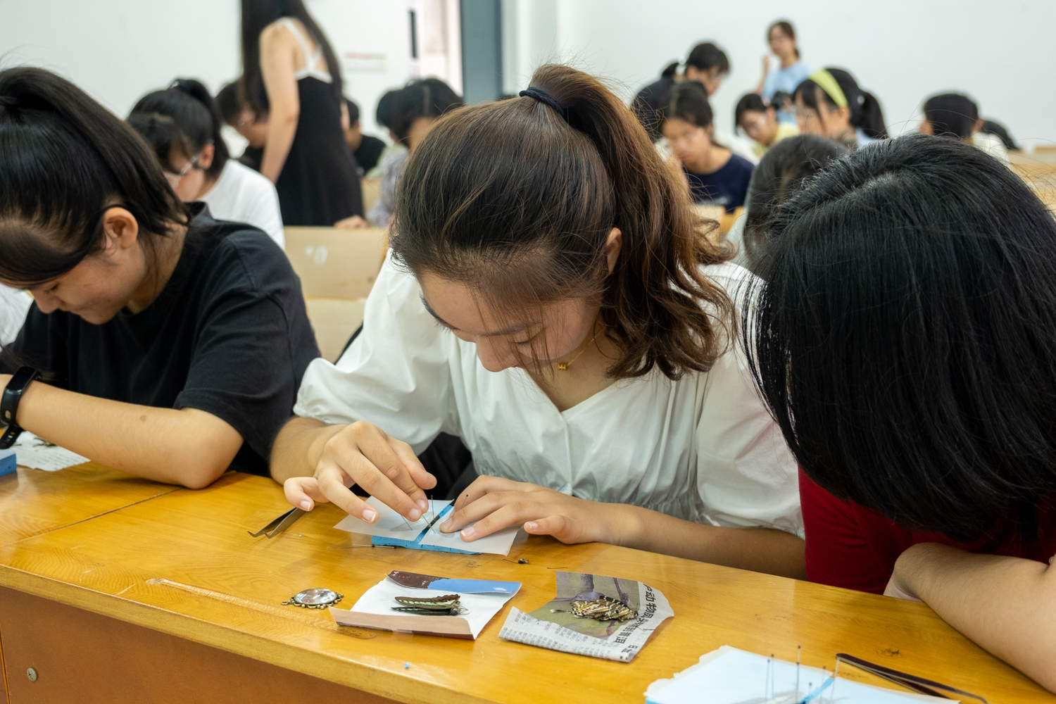 蝴蝶标本制作现场（学通社记者 周嘉键 摄）