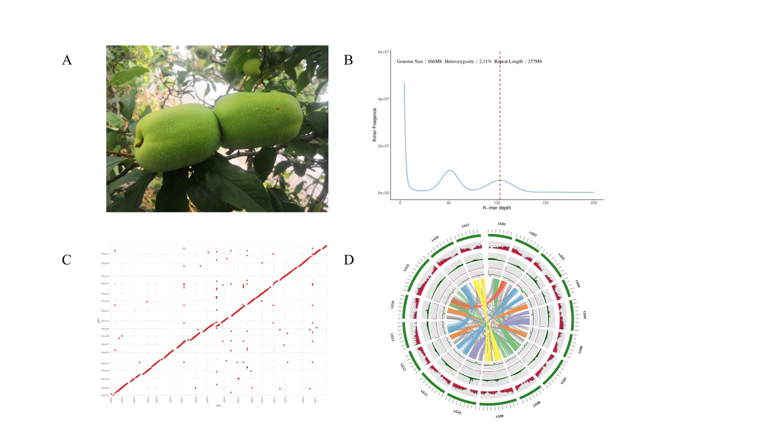 图1 皱皮木瓜的基因组调查与组装