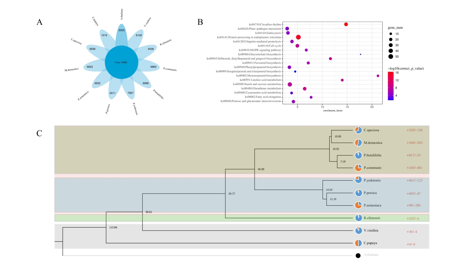图2 皱皮木瓜基因组同源聚类和系统发育分析