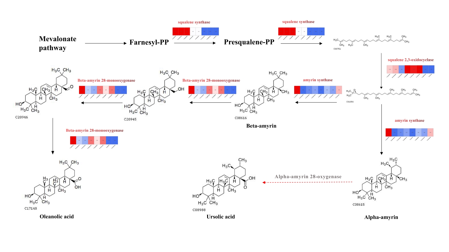 图4 皱皮木瓜中齐墩果酸、熊果酸的生物合成途径和β-香树素合酶基因簇