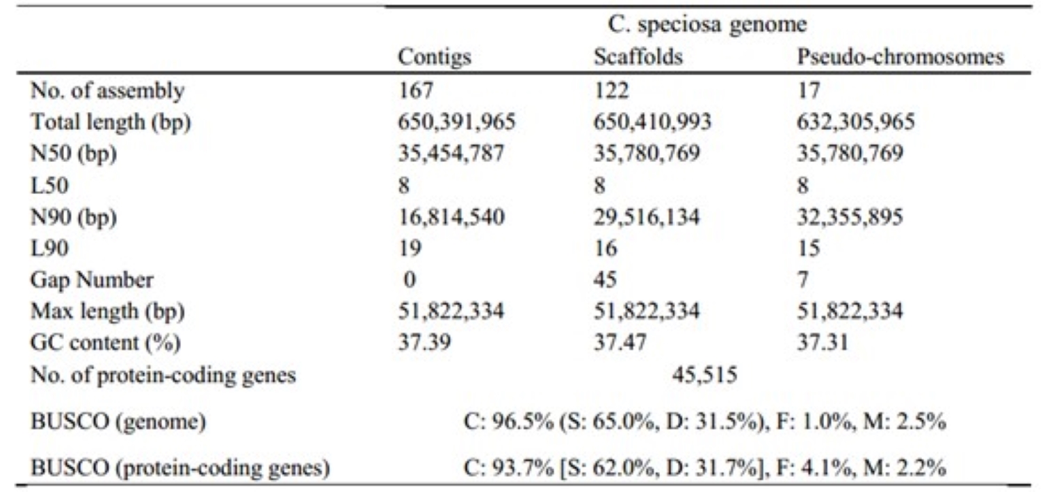 表1 皱皮木瓜基因组组装数据统计