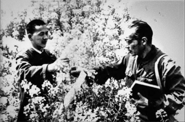 1963年，傅廷栋（左）与导师刘后利在田间研究油菜。（资料图）
