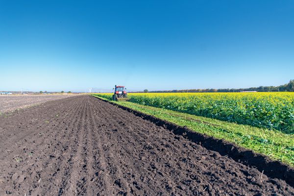2022年9月，吉林白城洮儿河燕麦基地，农机将耐盐碱油菜粉碎翻耕作绿肥。
