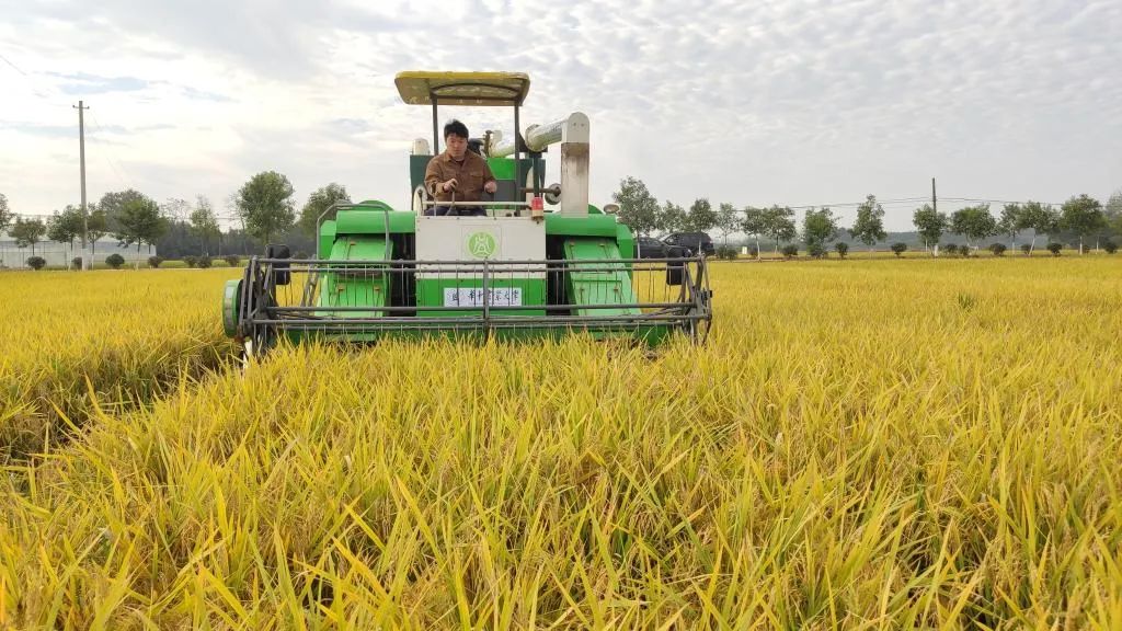 再生稻收获机作业现场。华中农大供图