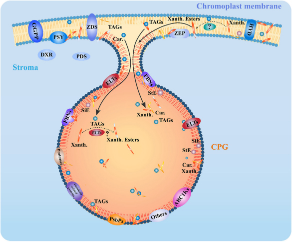 图3. 质体小球蛋白和脂质谱