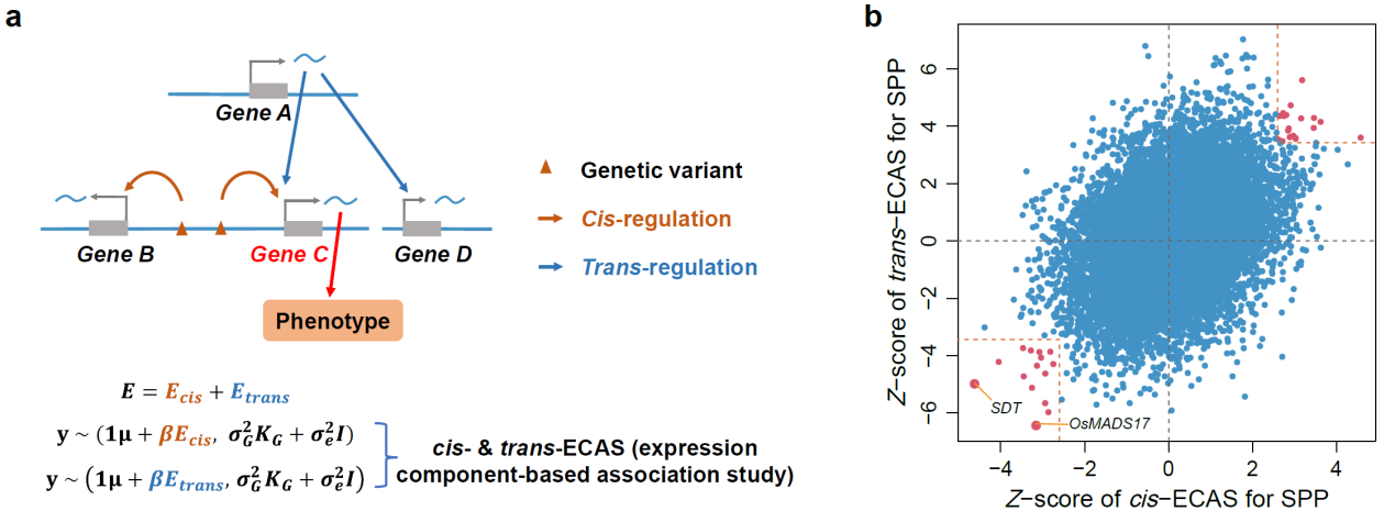 图2通过顺式和反式表达组分关联分析（cis- & trans-ECAS）鉴定因果基因