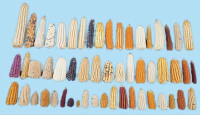 各种性状特征的玉米。