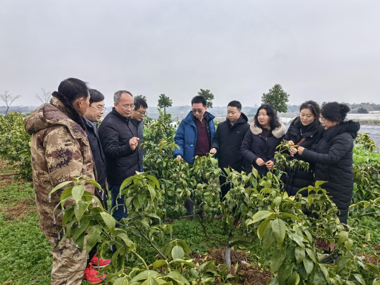 刘永忠教授（左三）在武汉碧桃居农业发展有限公司指导柑橘防冻技术