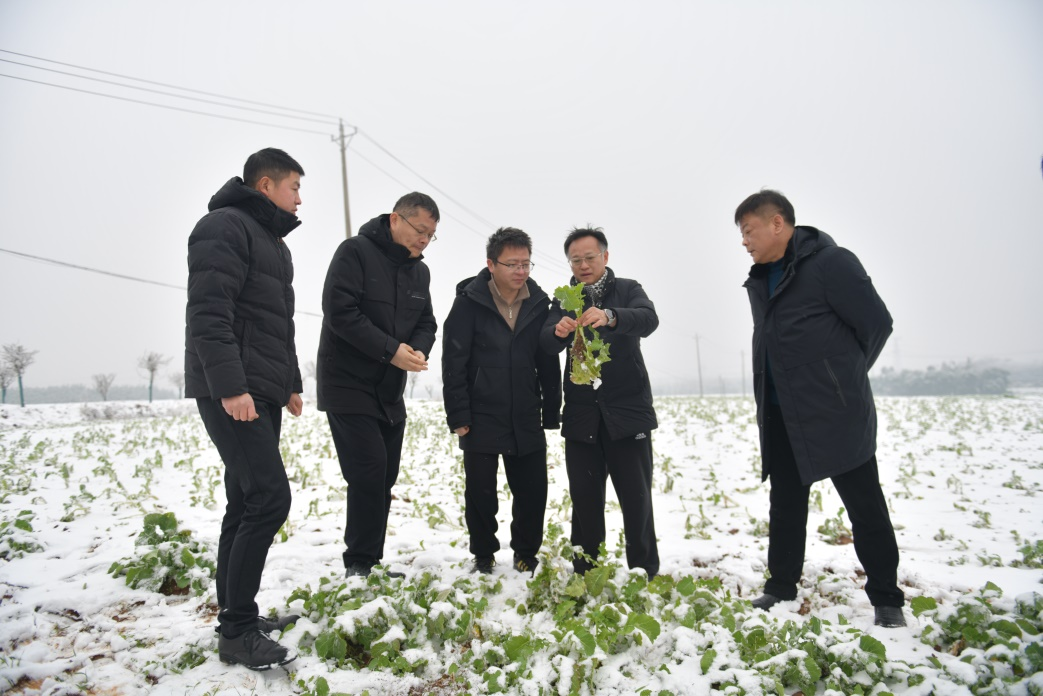 周广生教授（右二）在江夏油菜生产基地指导田间管理技术
