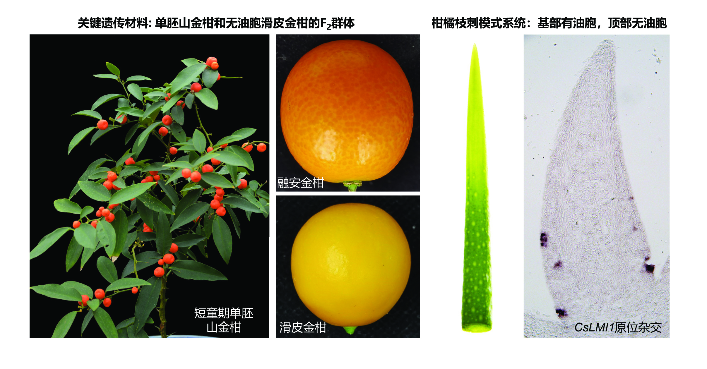 图2 关键遗传材料和柑橘枝刺模式系统用于解析油胞发育之谜（图片来源：《科学》）