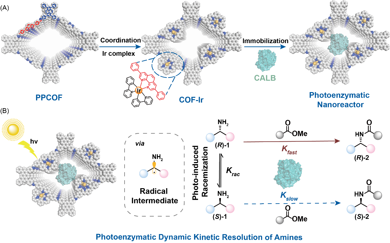 图1 光酶生物纳米反应器的构建及其在仲胺动态动力学拆分中的应用
