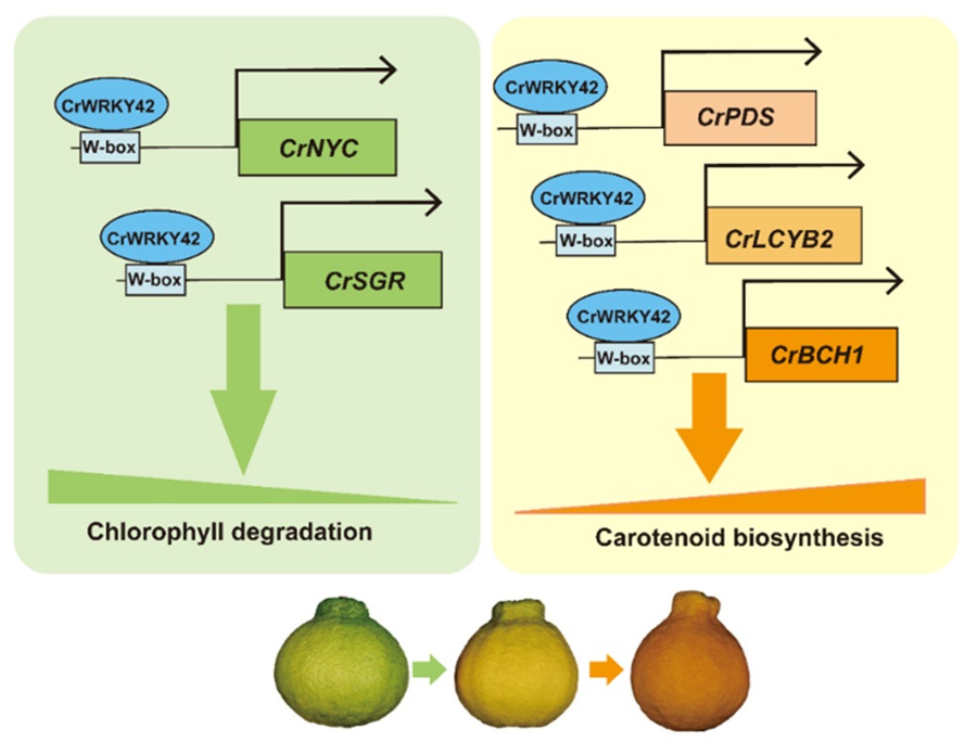 图1 CrWRKY42调控柑橘果实叶绿素降解和类胡萝卜素生物合成的模式图