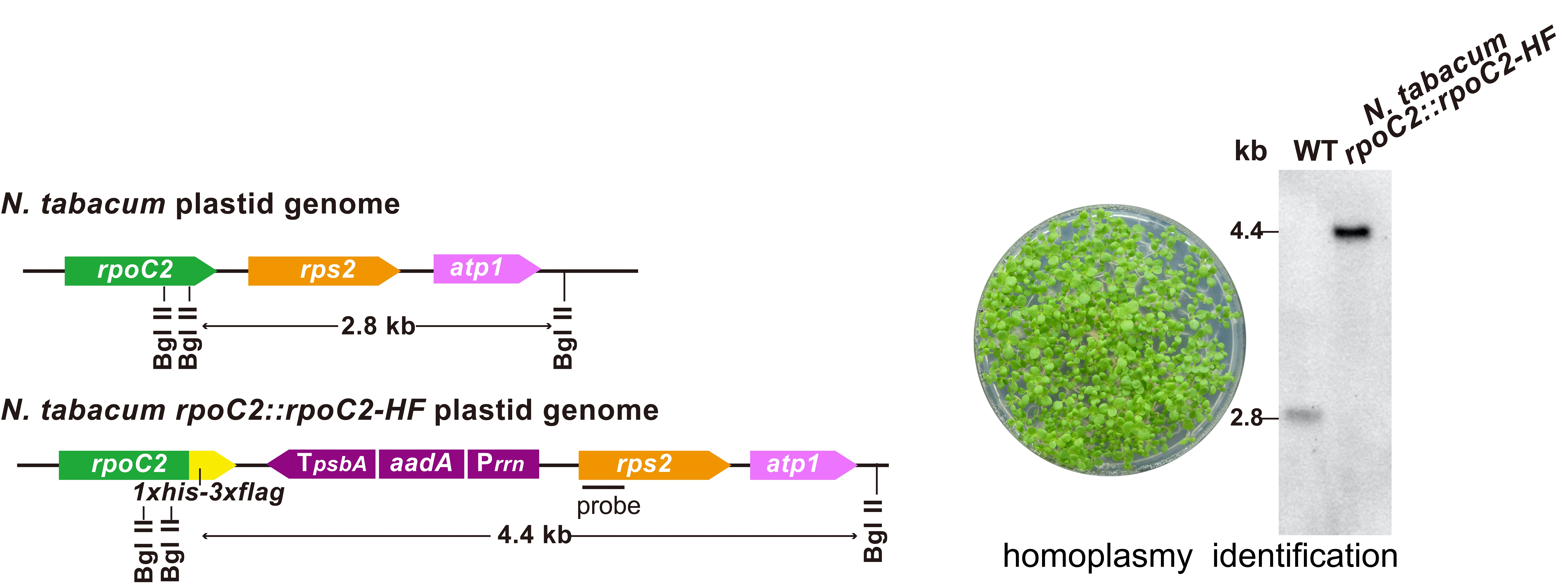 图3：基于烟草叶绿体基因组，构建稳转遗传植株。