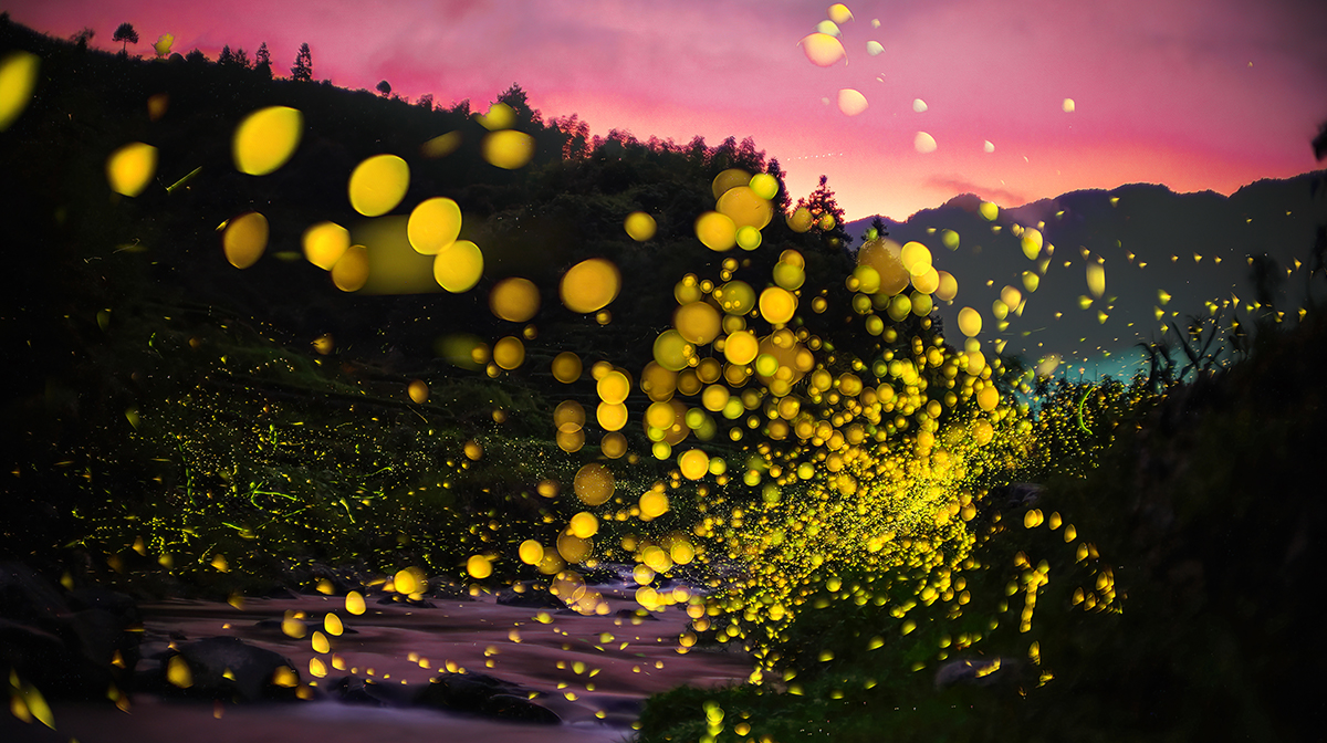 太阳落山后，萤火虫在一条小溪附近发光起舞(图片来自付新华)