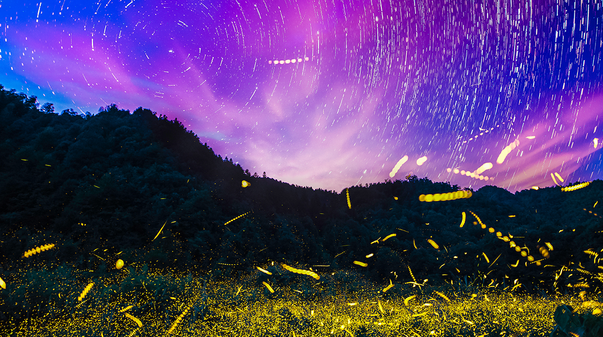 萤火虫组成的“银河”在草地上方流动(图片来自付新华)