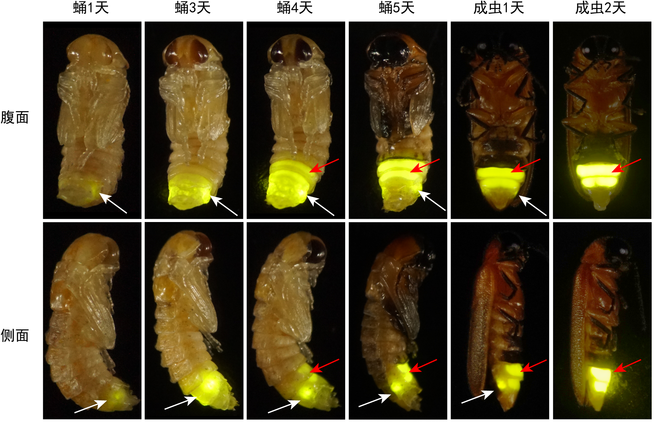 图为5至7天的蛹期中，萤火虫成虫发光器从无到有，快速发育成熟并发光。（付新华教授团队供图）