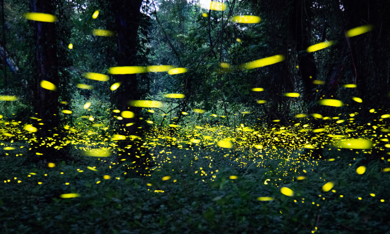 Fireflies dance in the South China National Botanical Garden on May 15, 2023 in Guangzhou, South China's Guangdong Province.
