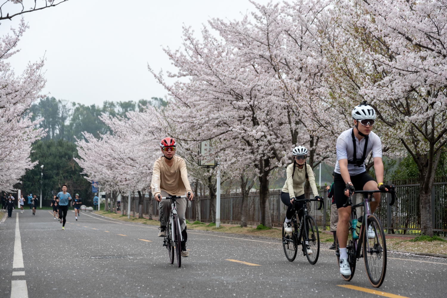 自行车车队领跑经过樱花大道（学通社记者 王文硕 摄）