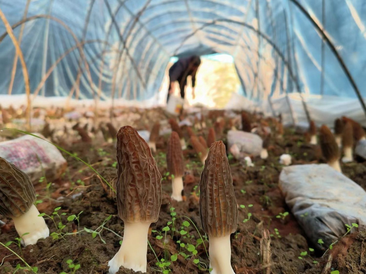 A grower takes care of edible fungi at a greenhouse in Yichang, Hubei province, in February.PhotoChina Daily