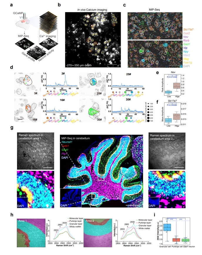 图2：应用MiP-seq解析弥漫性大B淋巴瘤组织样本中30种蛋白及6种mRNA的空间分布