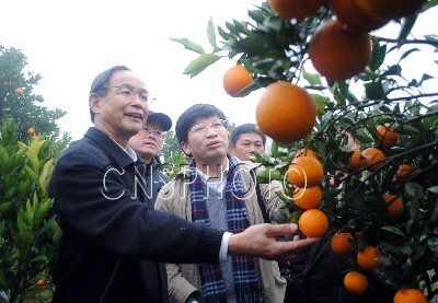 【中国新闻图片网】中国柑橘首席科学家邓秀新到广西指导柑橘生产