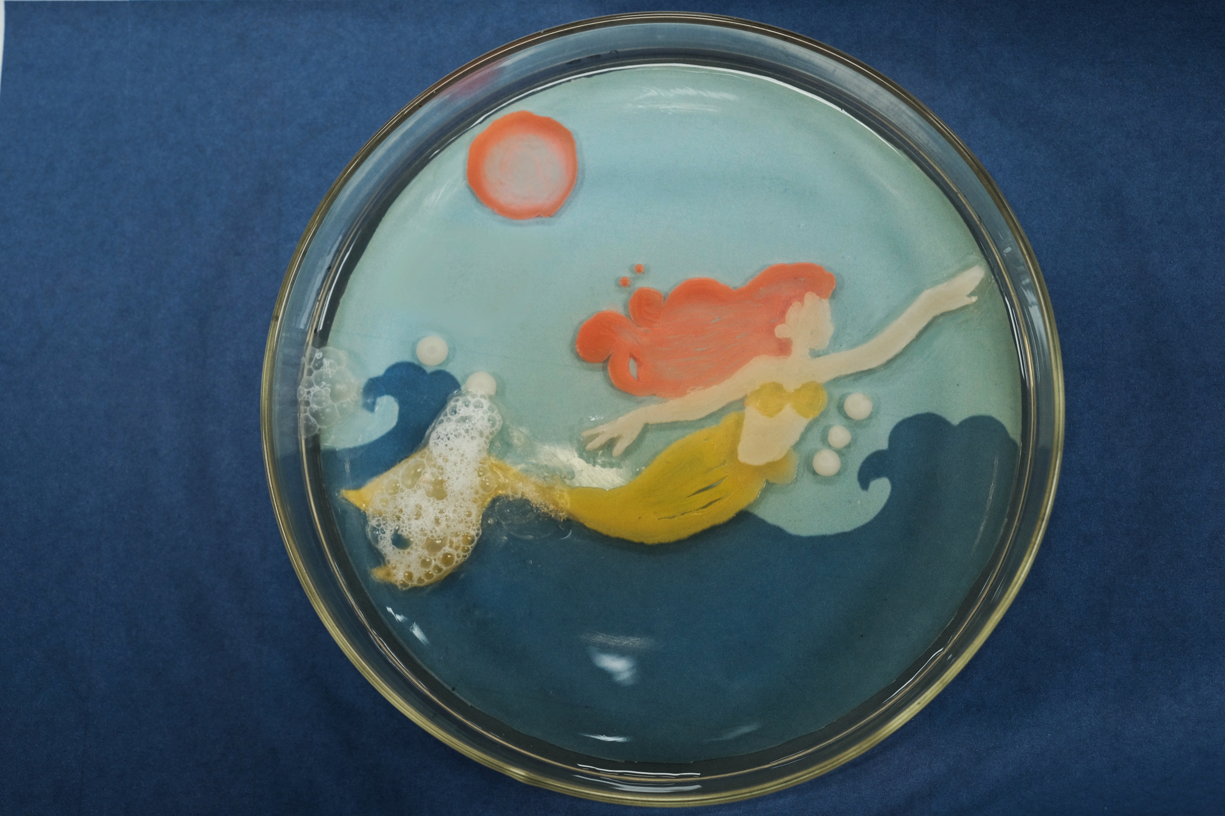 微生物培养皿艺术大赛图片