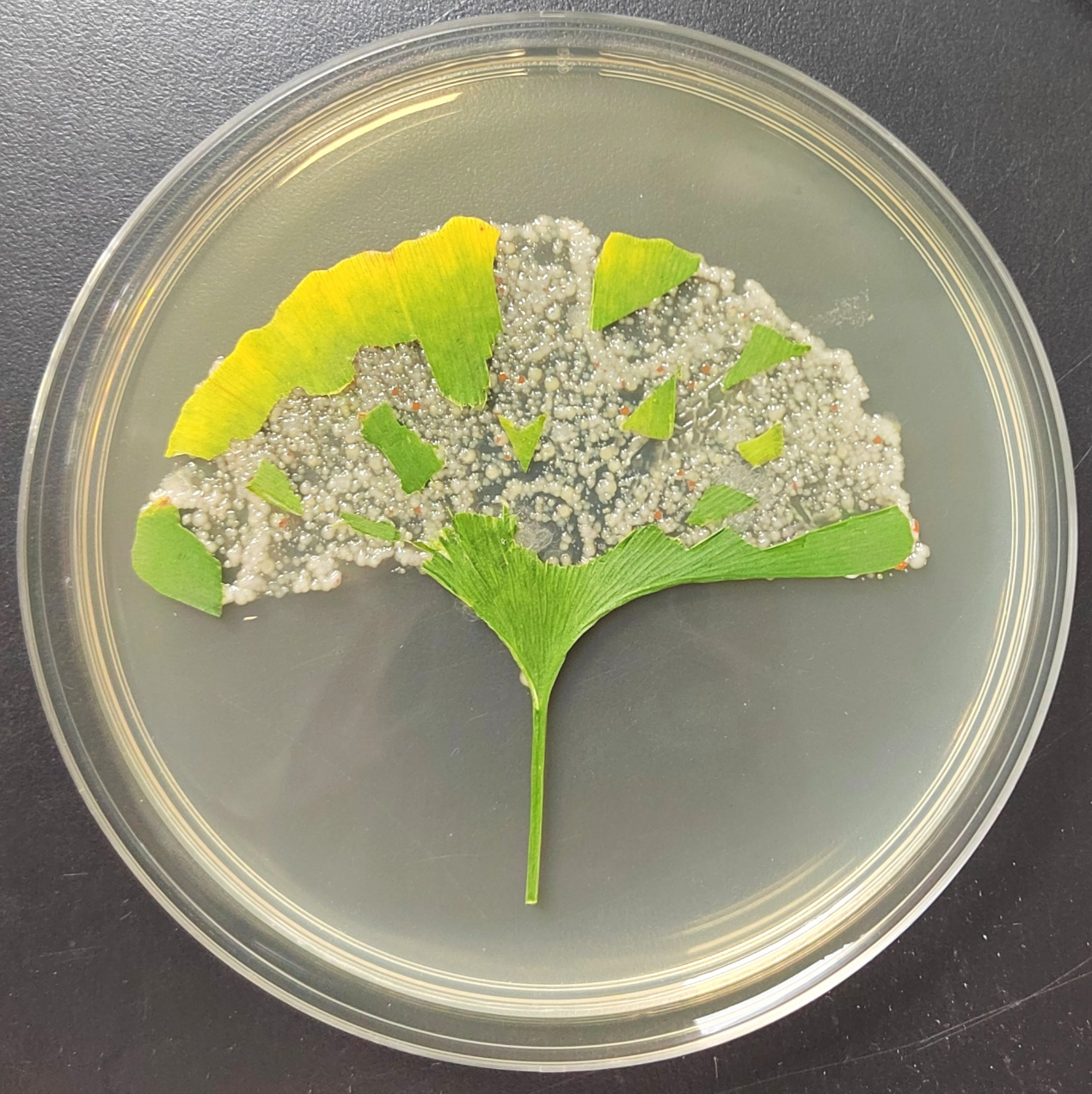 微生物培养皿艺术大赛图片